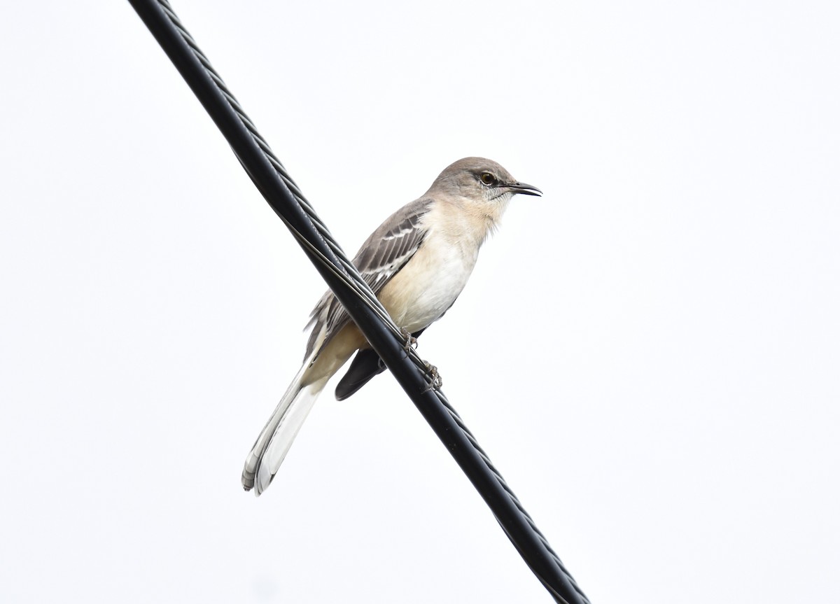 Northern Mockingbird - ML643036441