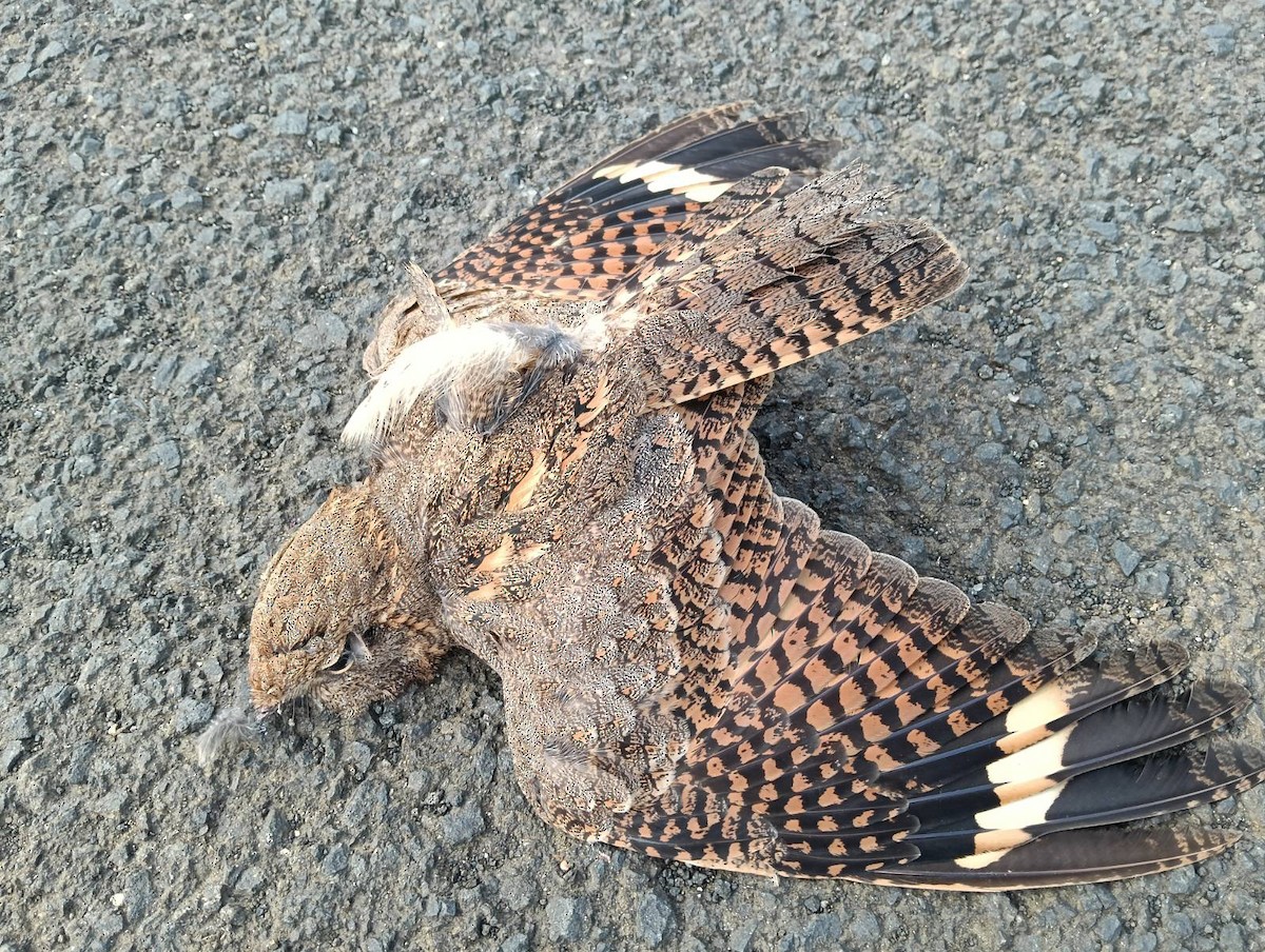 Savanna Nightjar - ML643036446