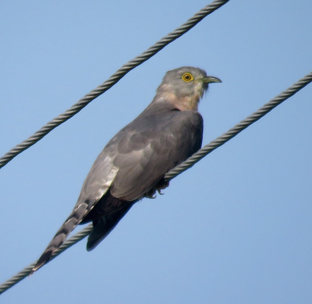 Common Hawk-Cuckoo - ML643036465