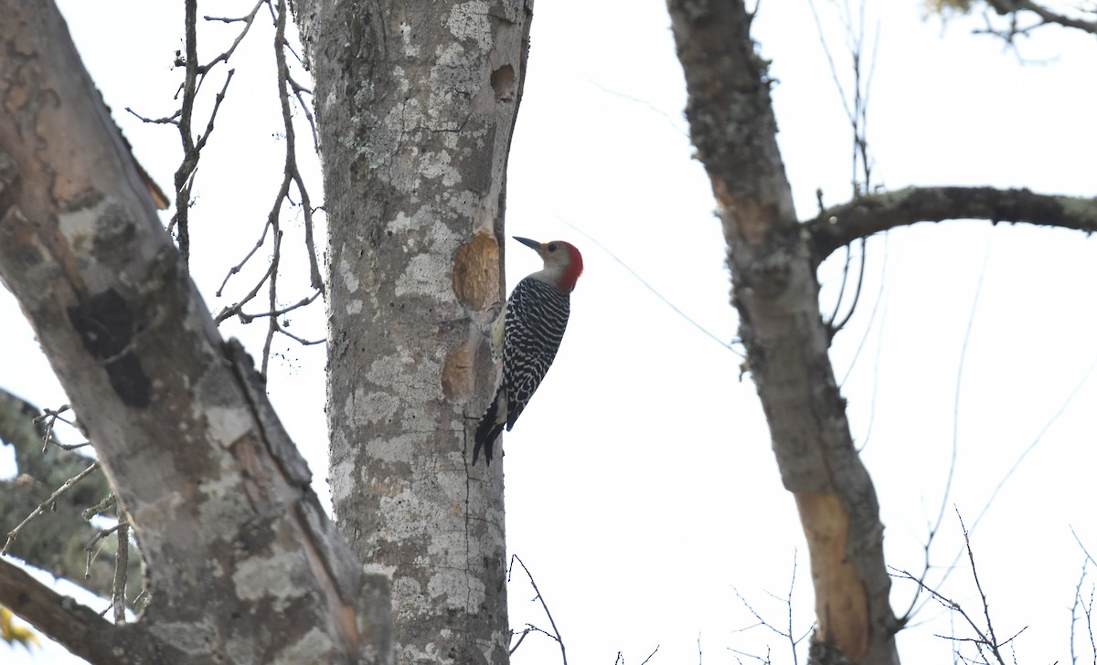 Red-bellied Woodpecker - ML643036467