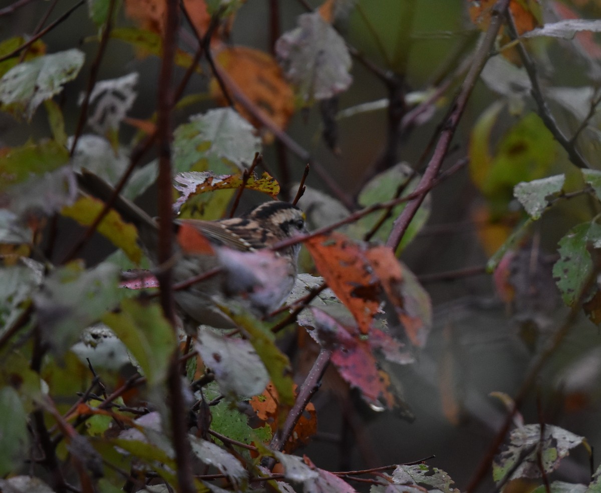 White-throated Sparrow - ML643036475