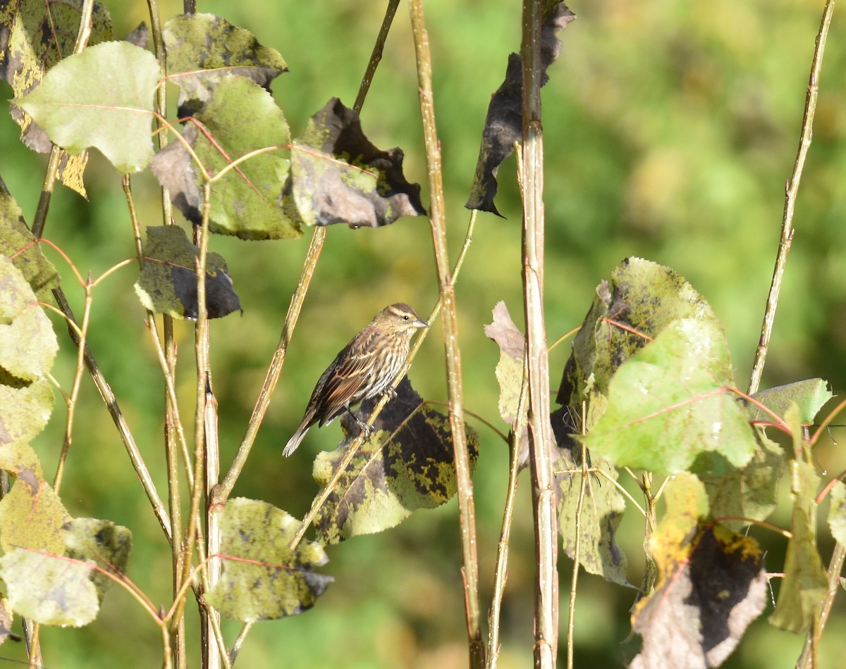 Red-winged Blackbird - ML643036489
