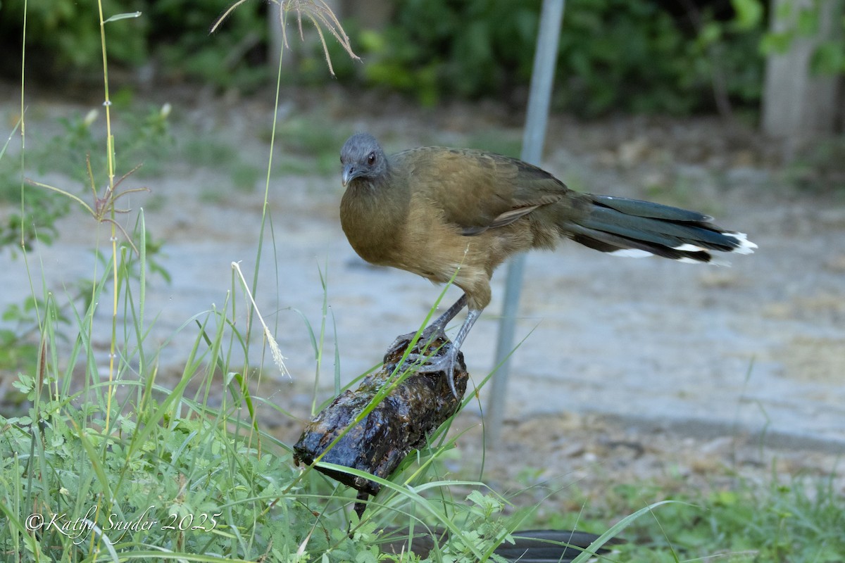 Plain Chachalaca - ML643036503