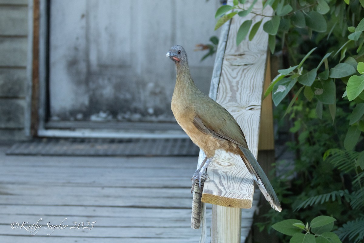 Plain Chachalaca - ML643036504