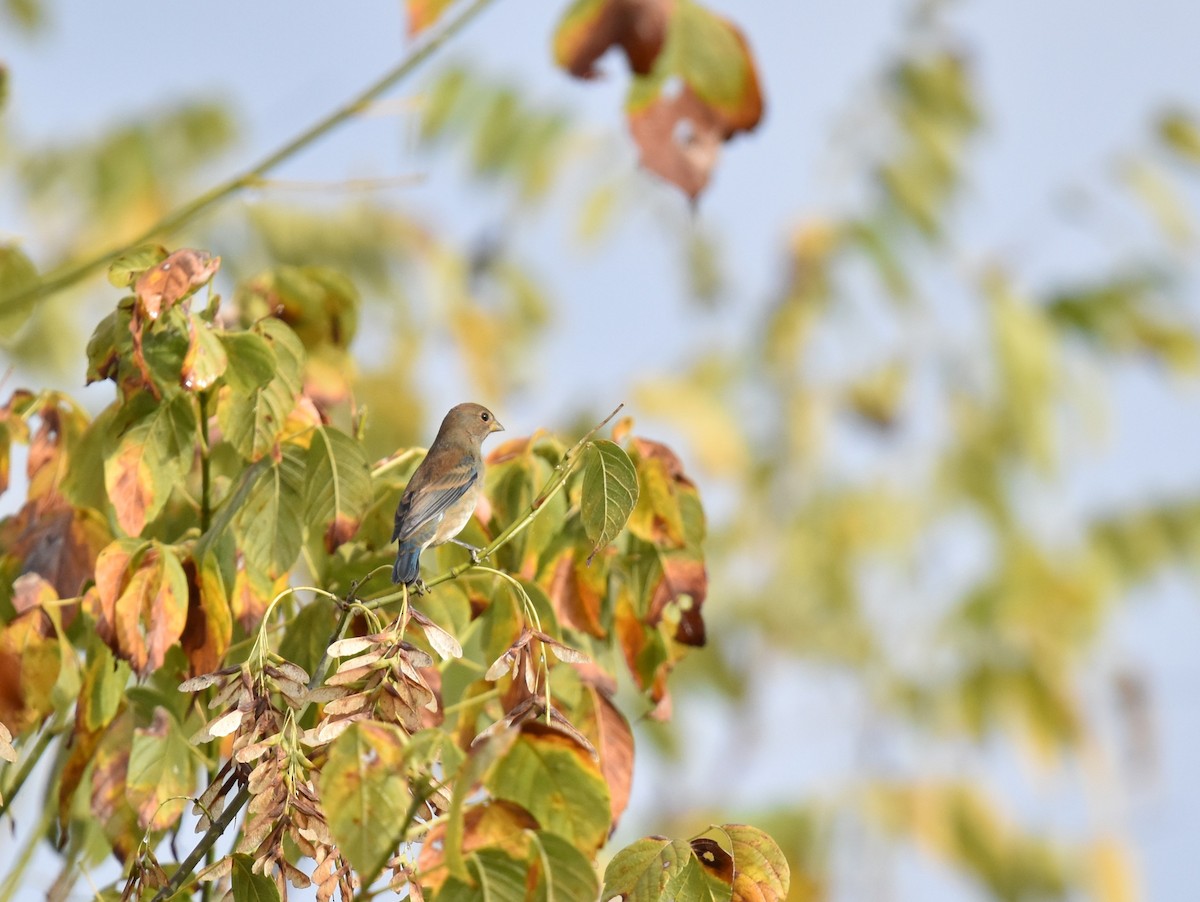 Indigo Bunting - ML643036514