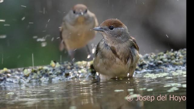 Eurasian Blackcap - ML643036524