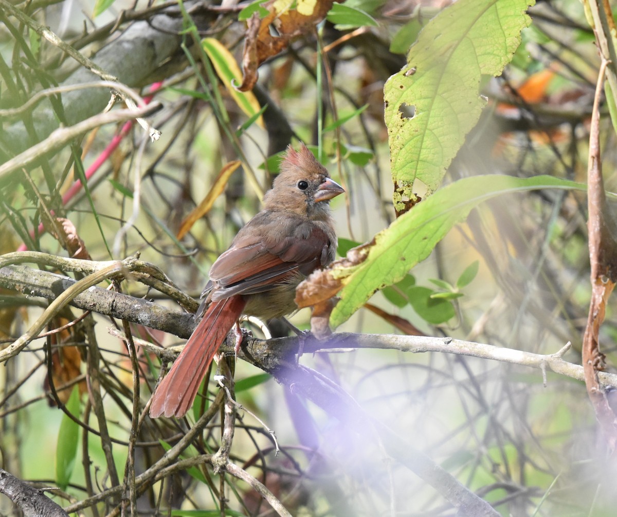 Northern Cardinal - ML643036539