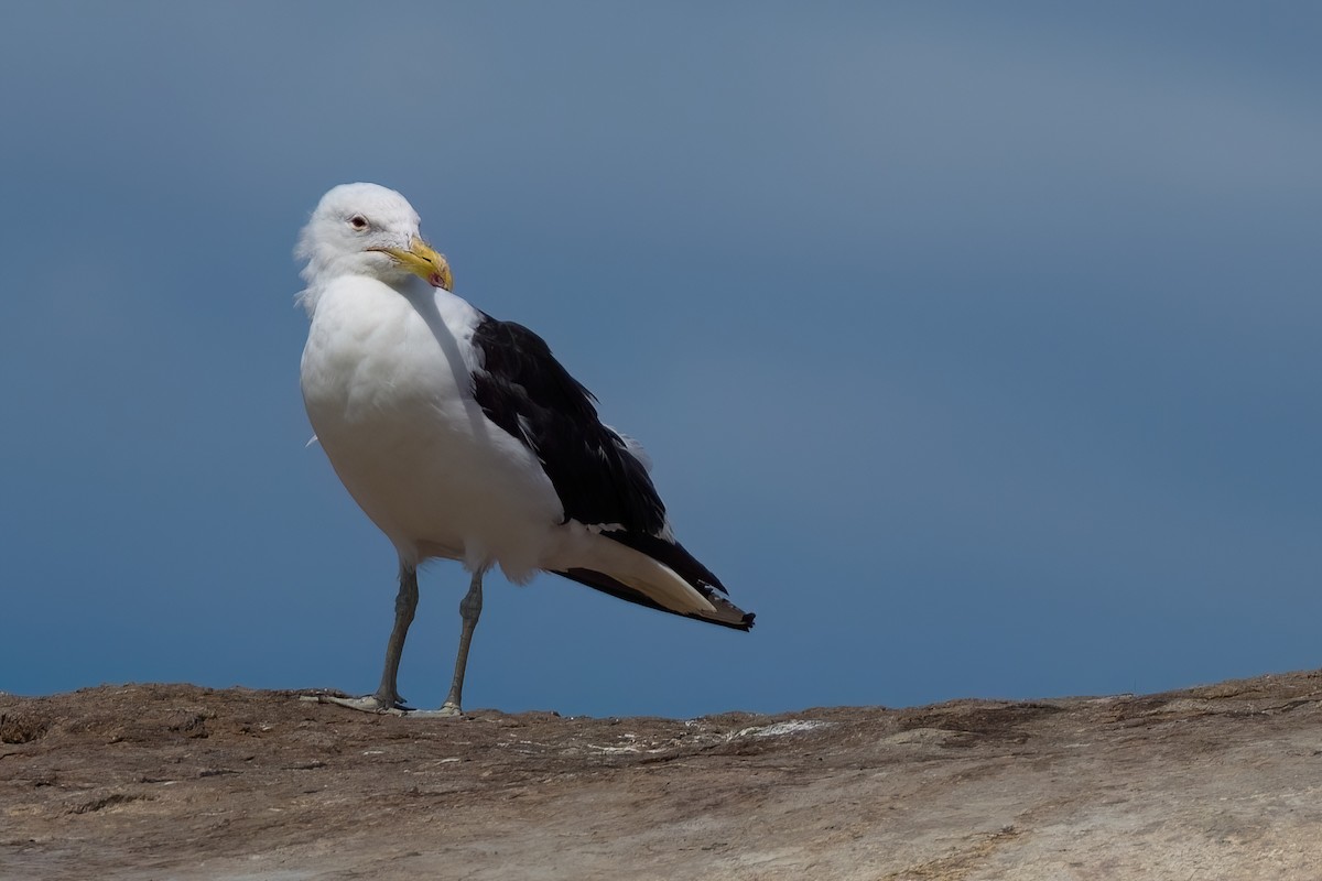 Kelp Gull (vetula) - ML643036541