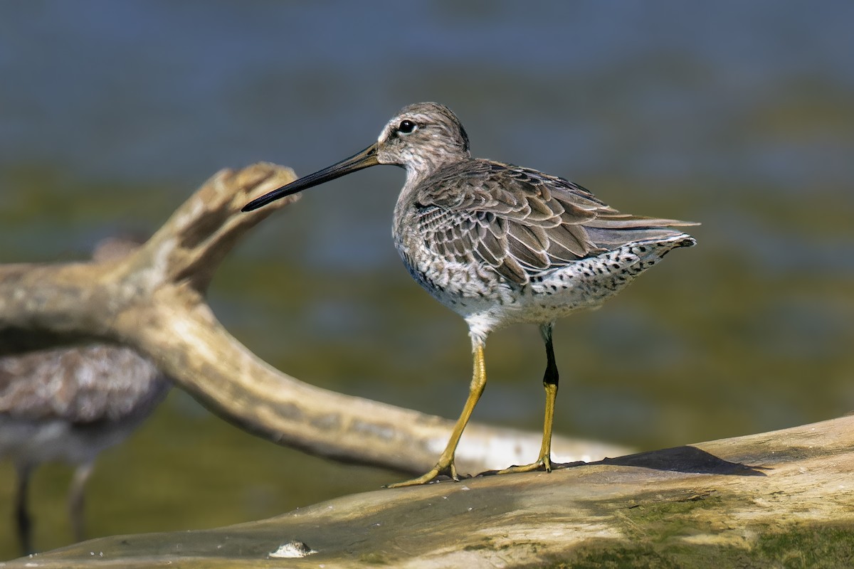 Short-billed Dowitcher - ML643036542