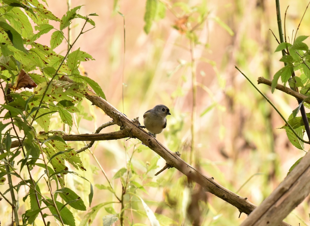 Tufted Titmouse - ML643036547