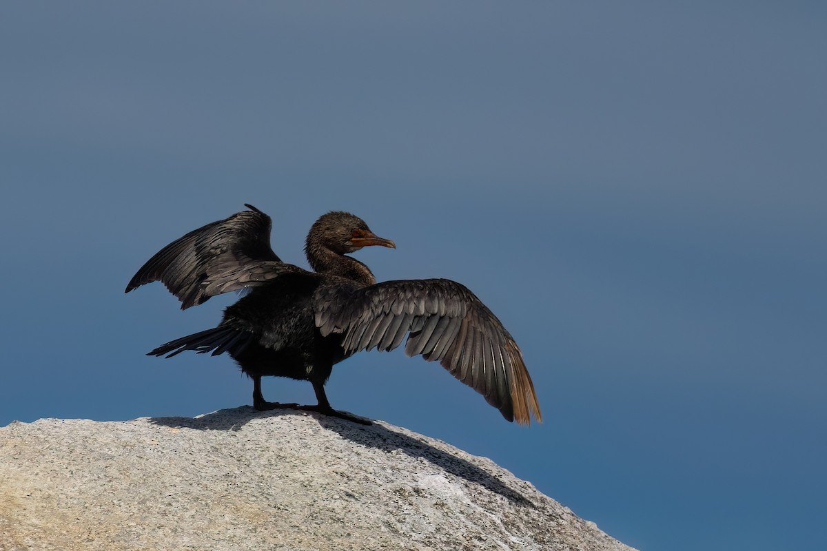 Crowned Cormorant - ML643036557