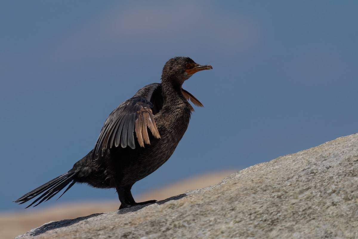 Crowned Cormorant - ML643036558