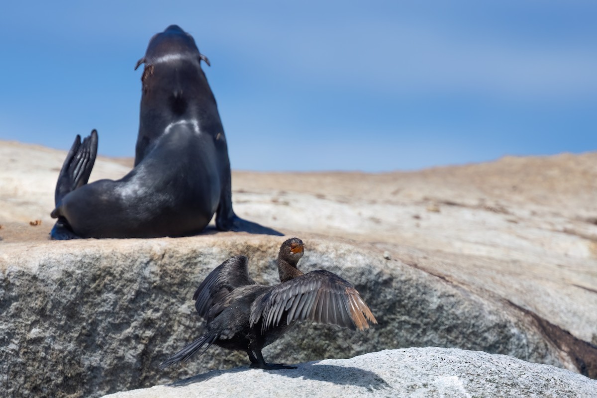 Crowned Cormorant - ML643036559
