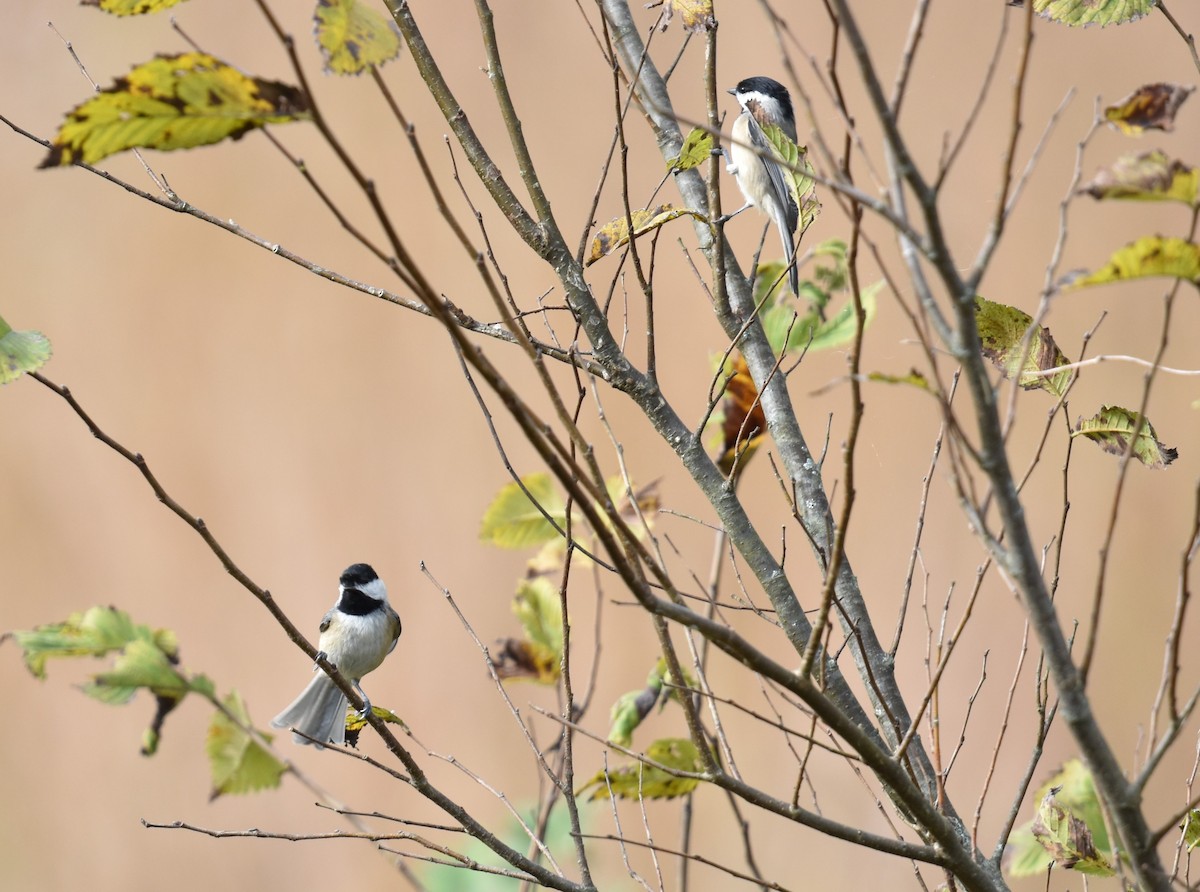 Carolina Chickadee - ML643036560