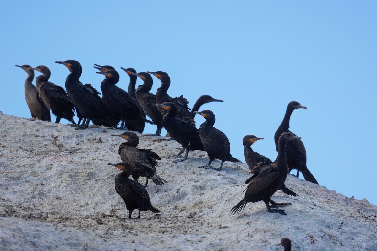 Cape Cormorant - ML643036588