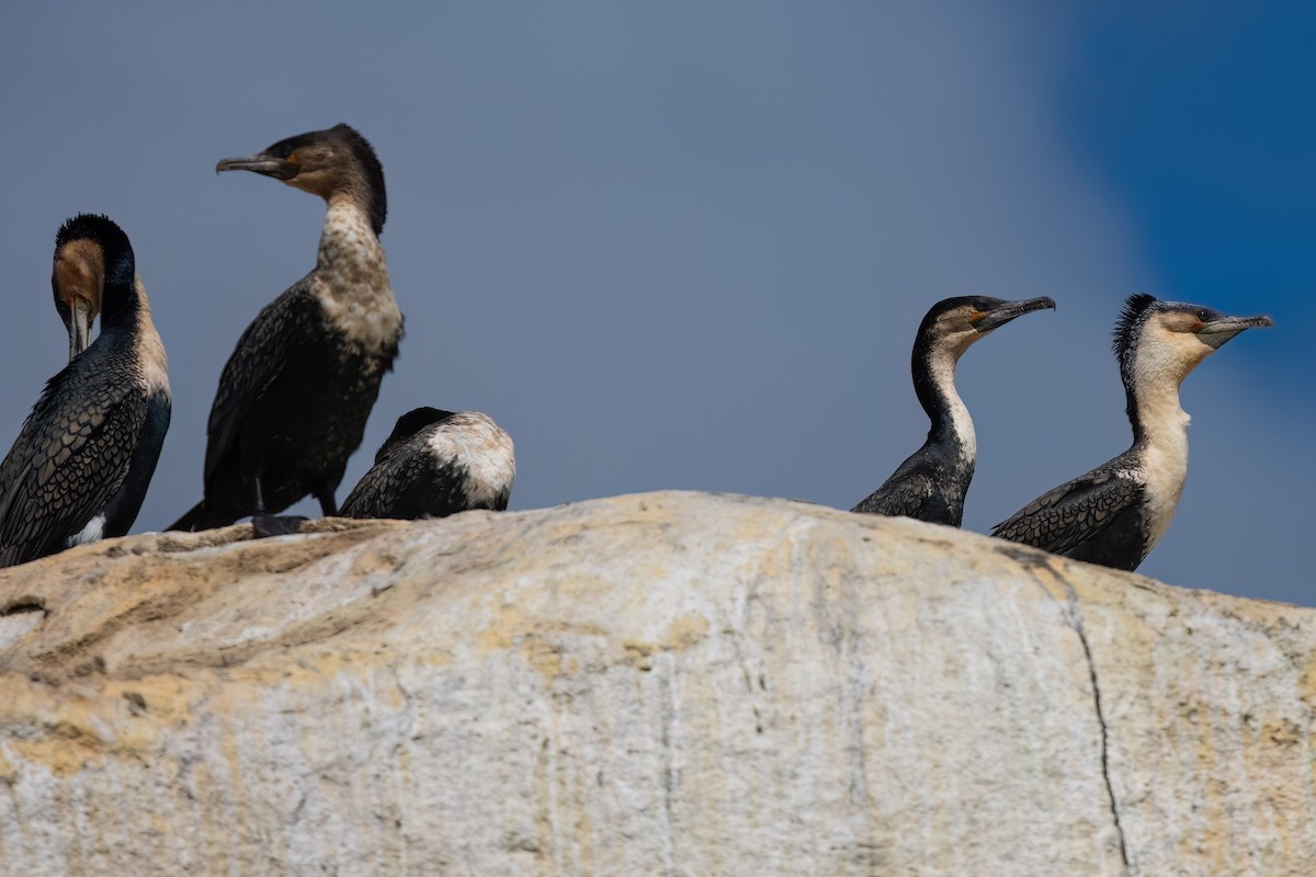 Great Cormorant (White-breasted) - ML643036599