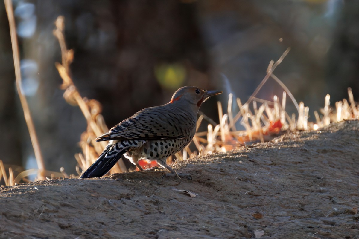 Northern Flicker - ML643036621