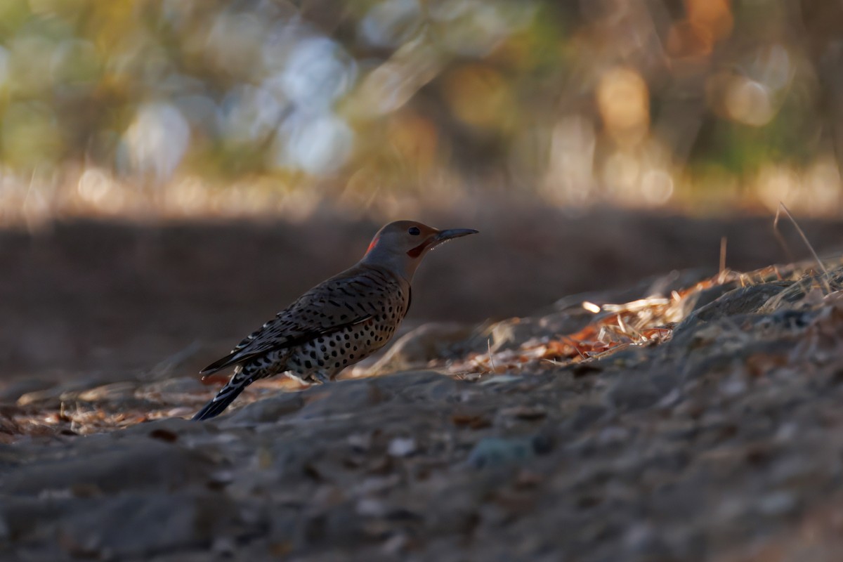 Northern Flicker - ML643036622