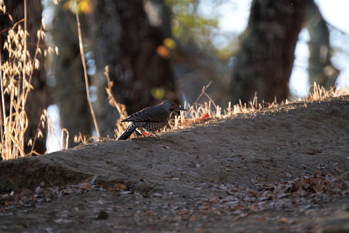 Northern Flicker - ML643036623