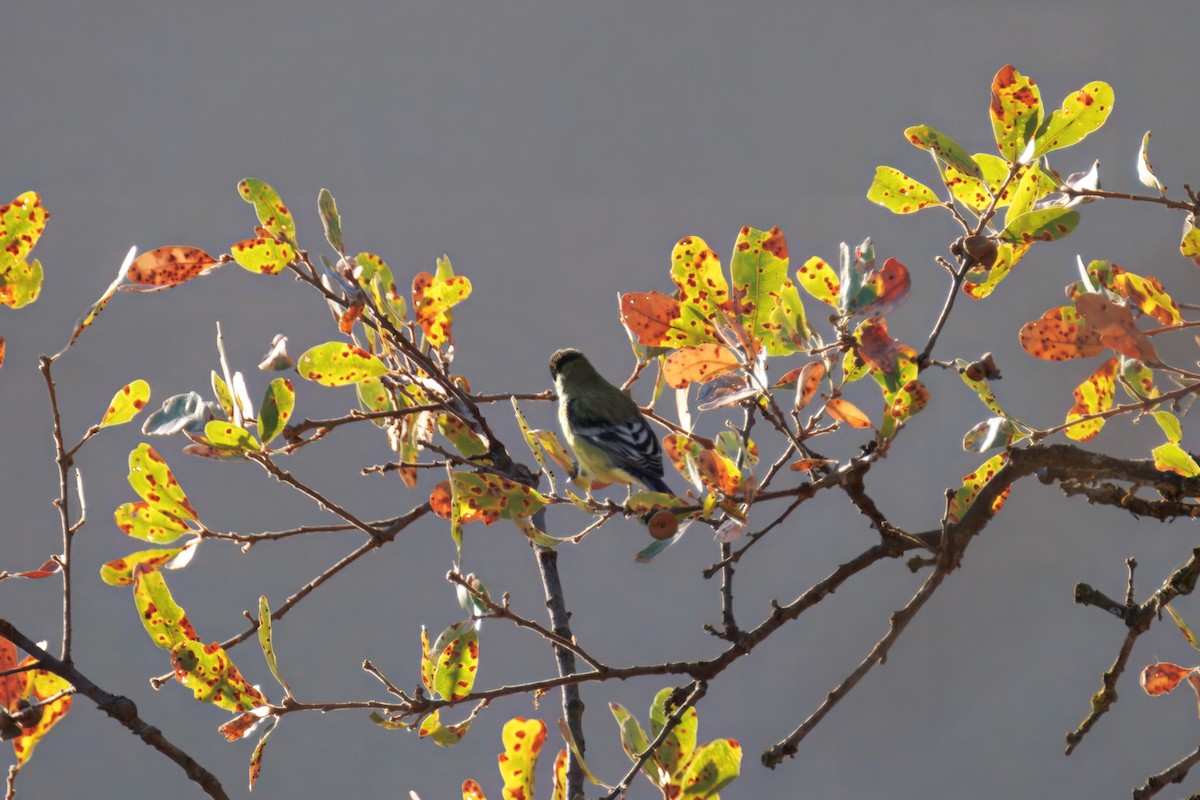 Lesser Goldfinch - ML643036634