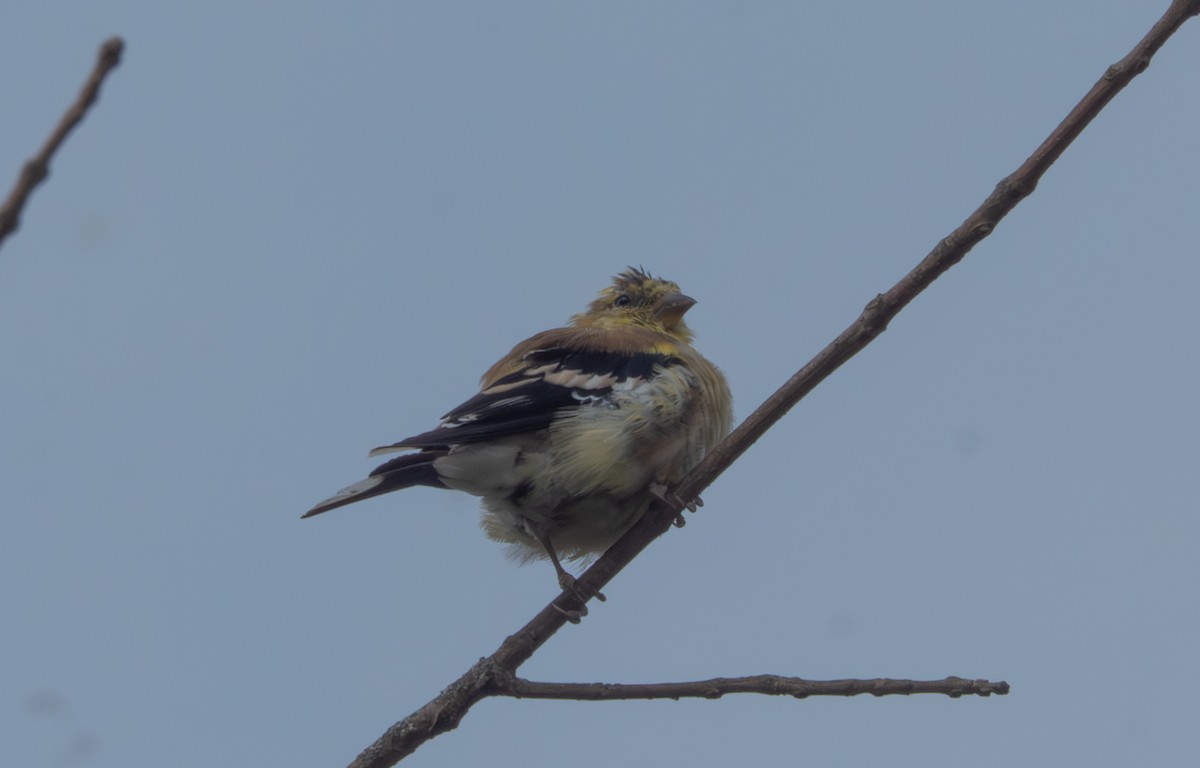 American Goldfinch - ML643036686
