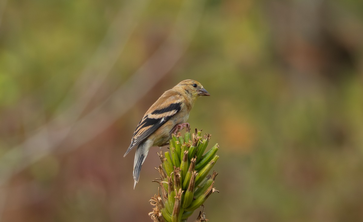 American Goldfinch - ML643036688