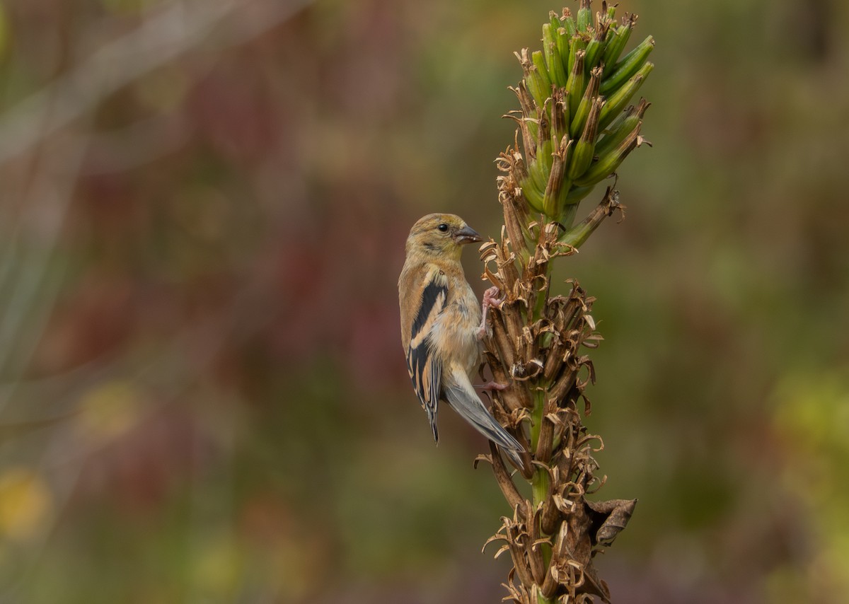 American Goldfinch - ML643036689