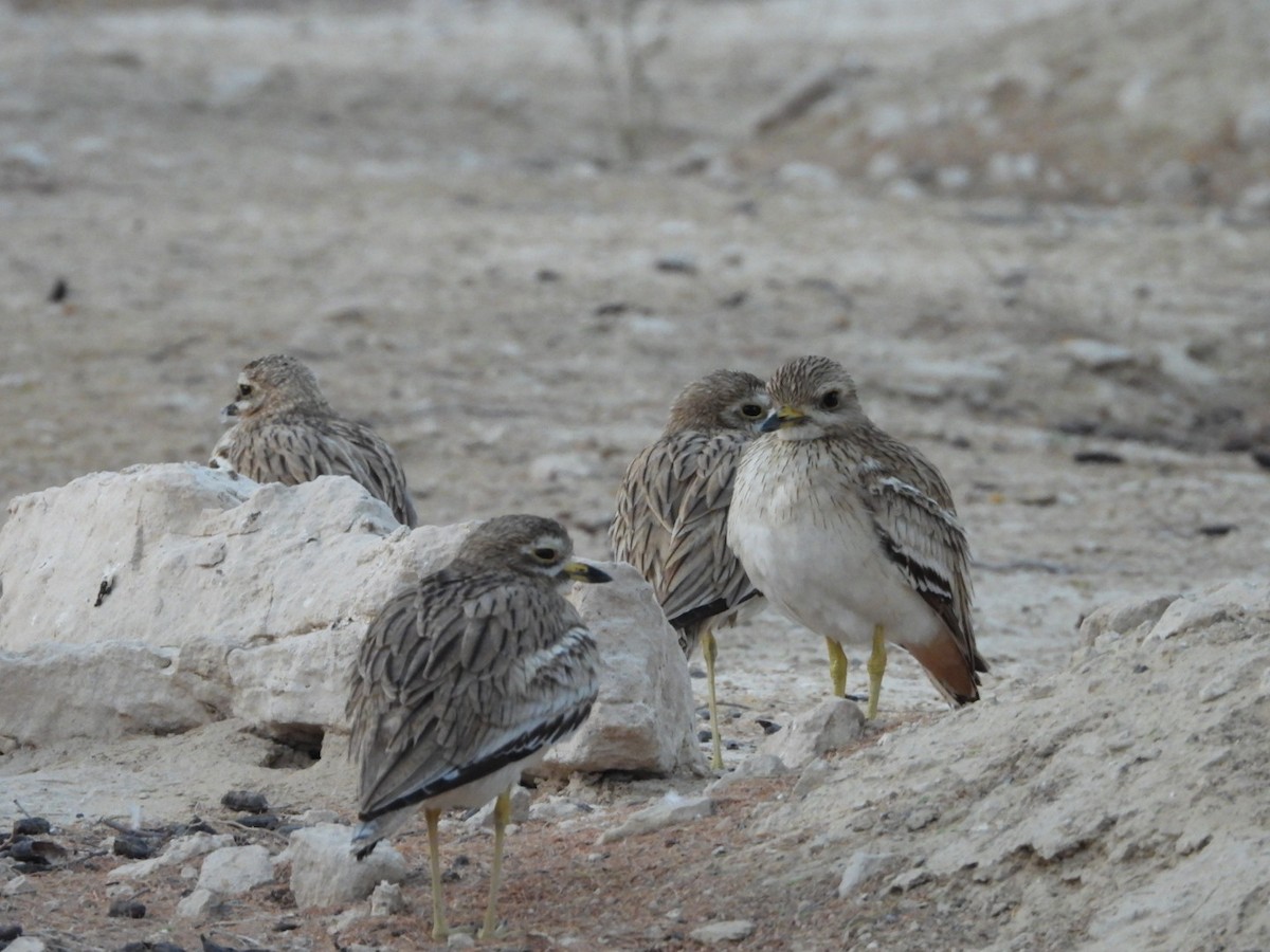 Indian Thick-knee - ML643036692