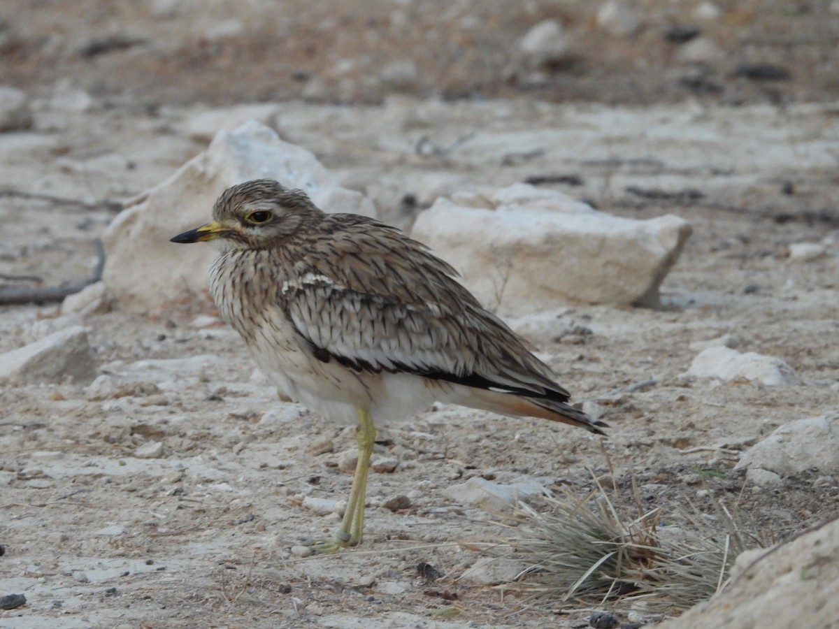Indian Thick-knee - ML643036693