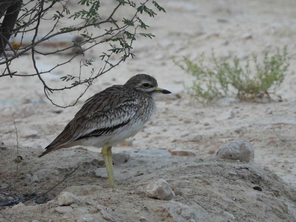 Indian Thick-knee - ML643036694