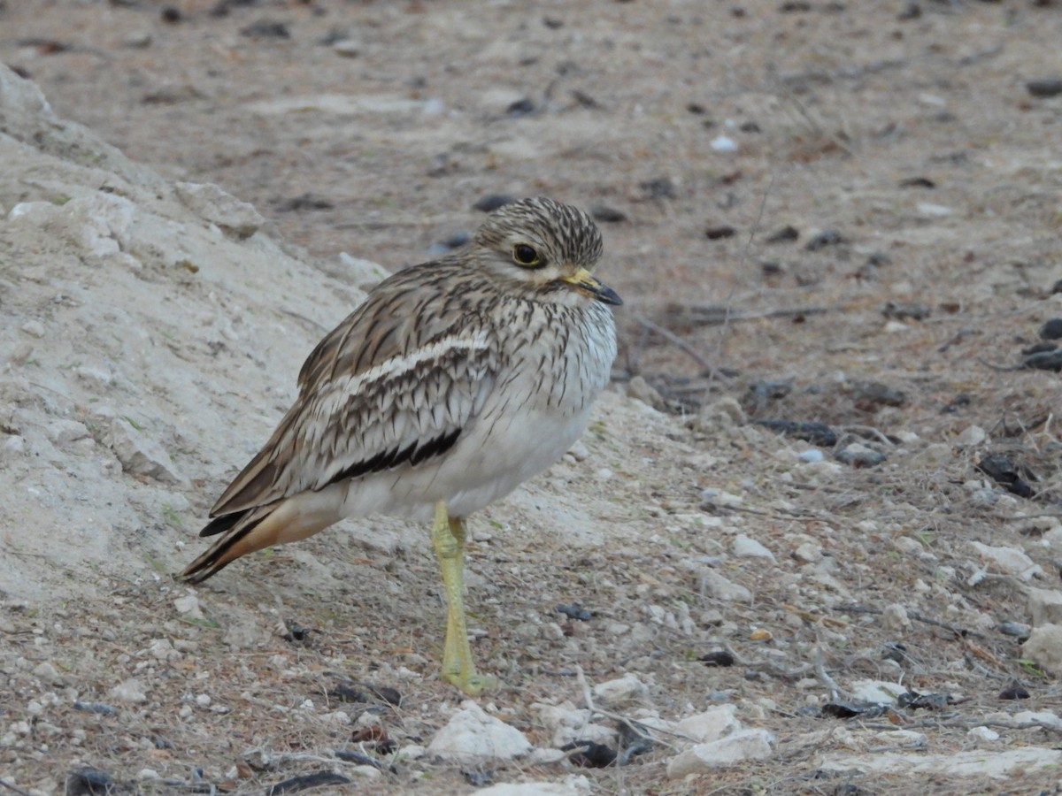 Indian Thick-knee - ML643036695