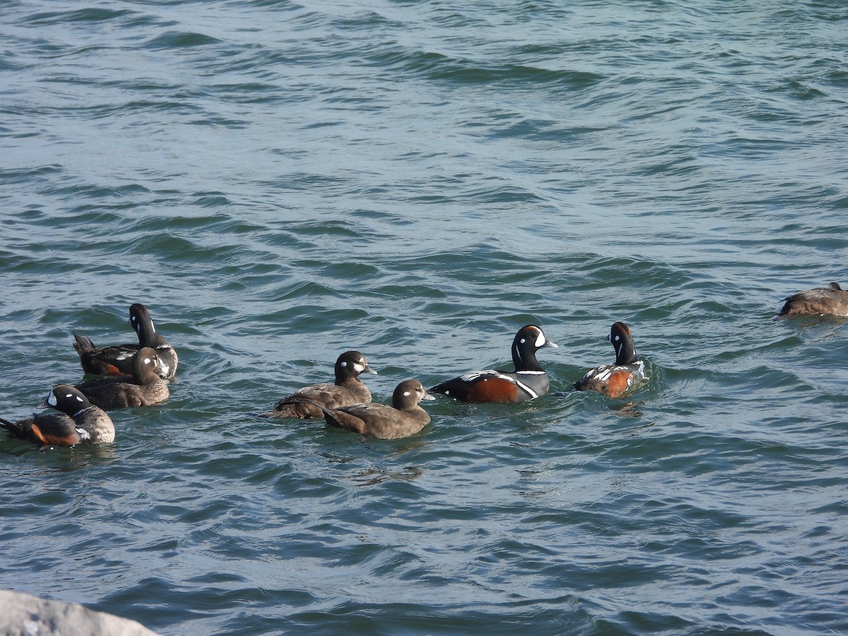 Harlequin Duck - Ben Curtis