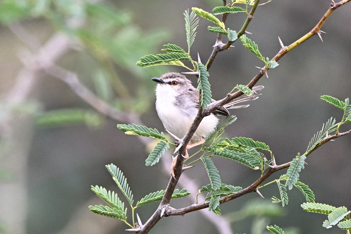 blekprinia - ML643036718