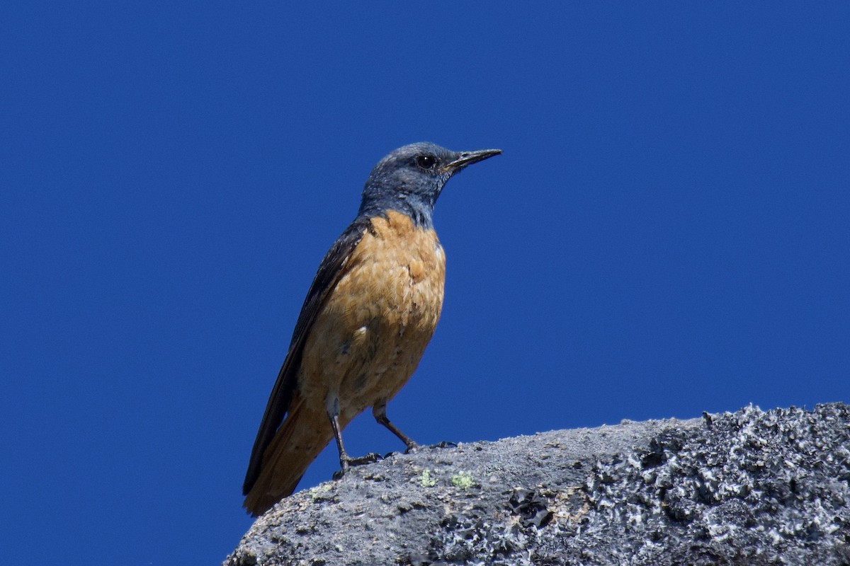 Rufous-tailed Rock-Thrush - ML643036727