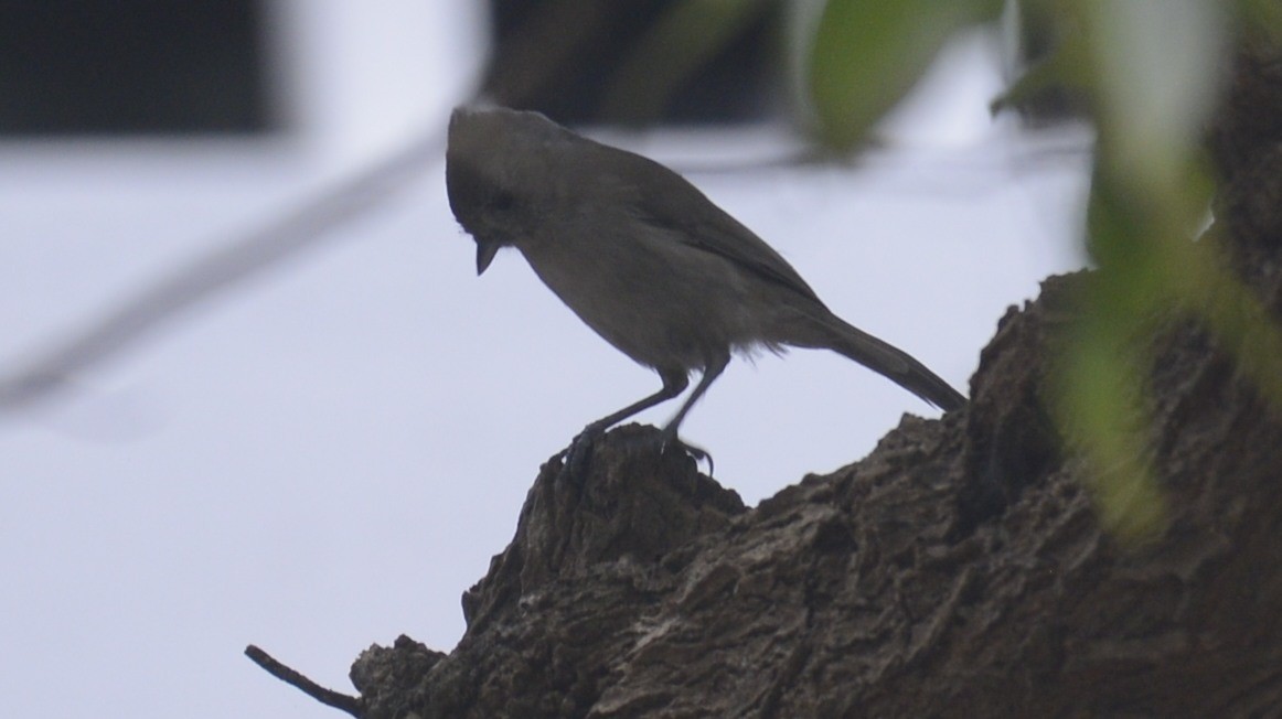 Oak Titmouse - ML643036765