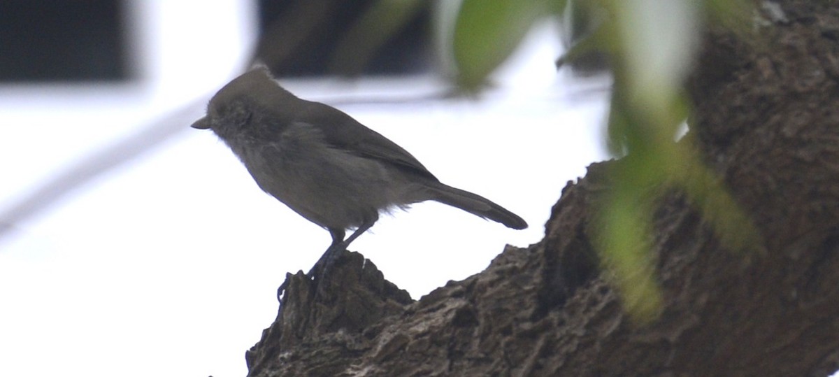 Oak Titmouse - ML643036773