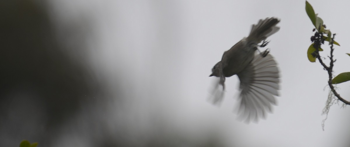 Oak Titmouse - ML643036778
