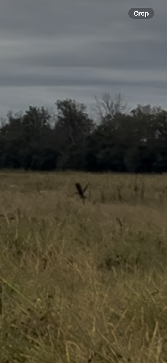 Virginia Rail - ML643036793