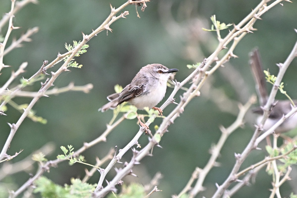 blekprinia - ML643036834
