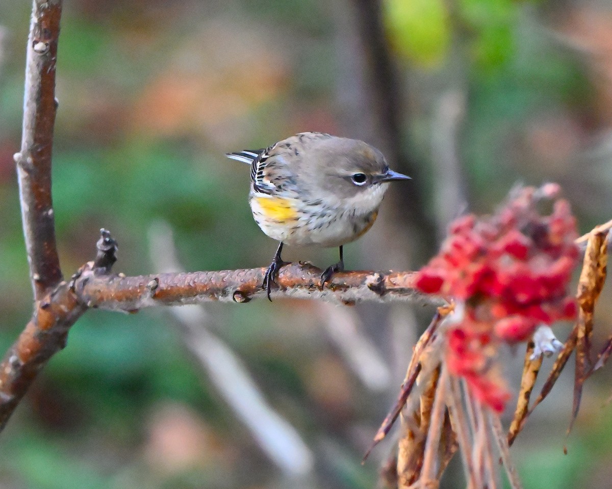 Yellow-rumped Warbler - ML643036846