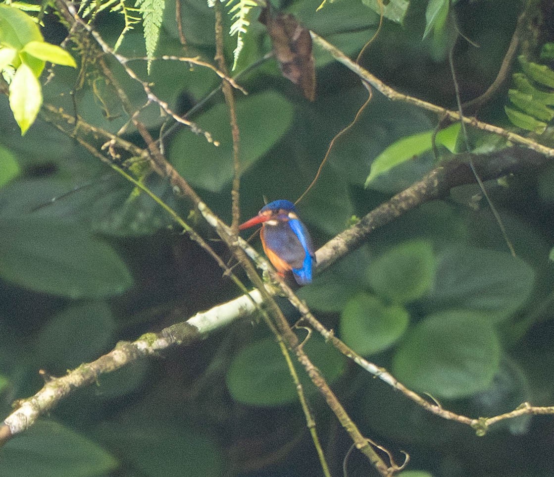 Blue-eared Kingfisher - ML643036855