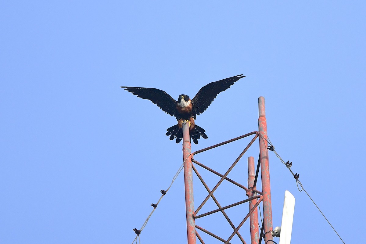 Orange-breasted Falcon - ML643036874