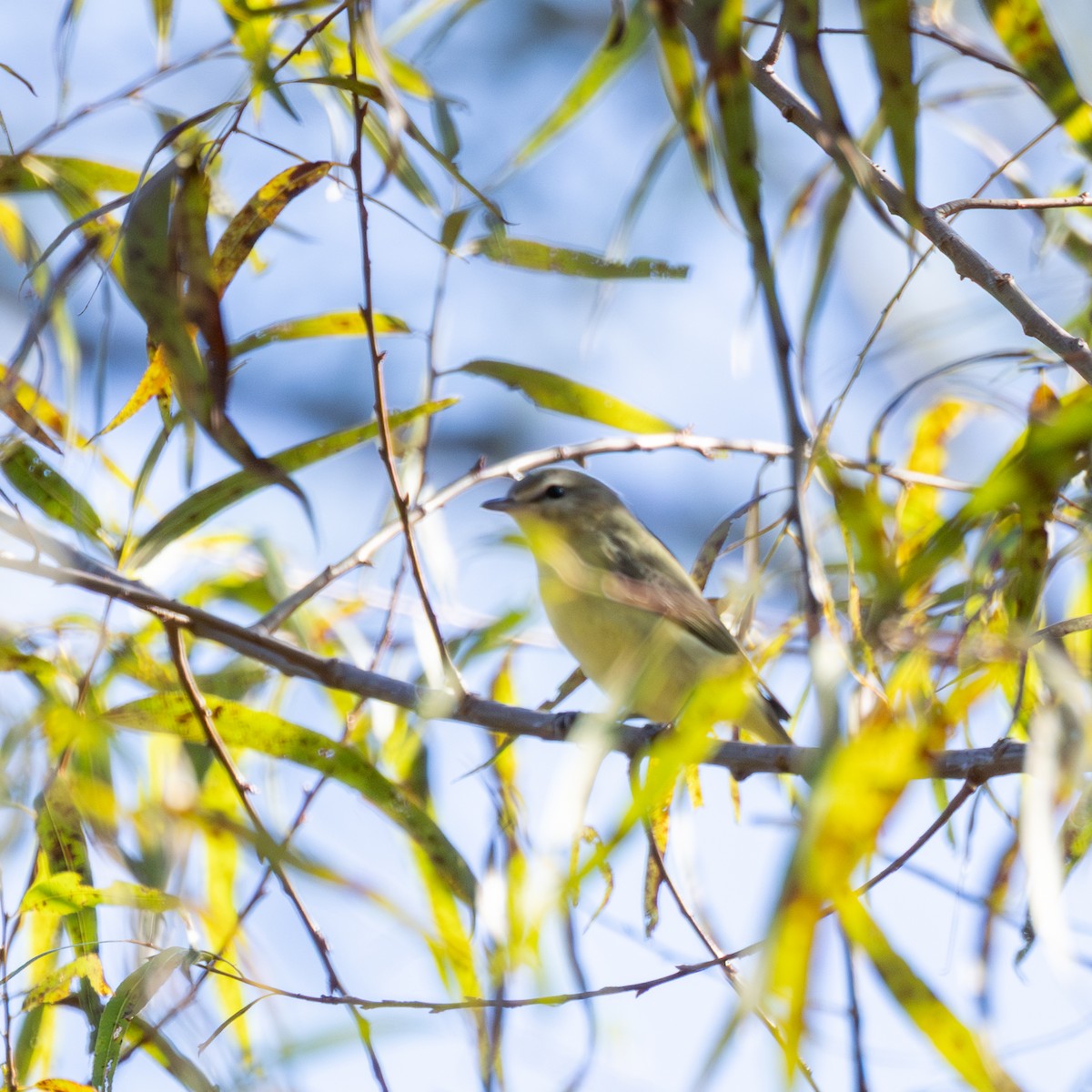Philadelphia Vireo - ML643036875