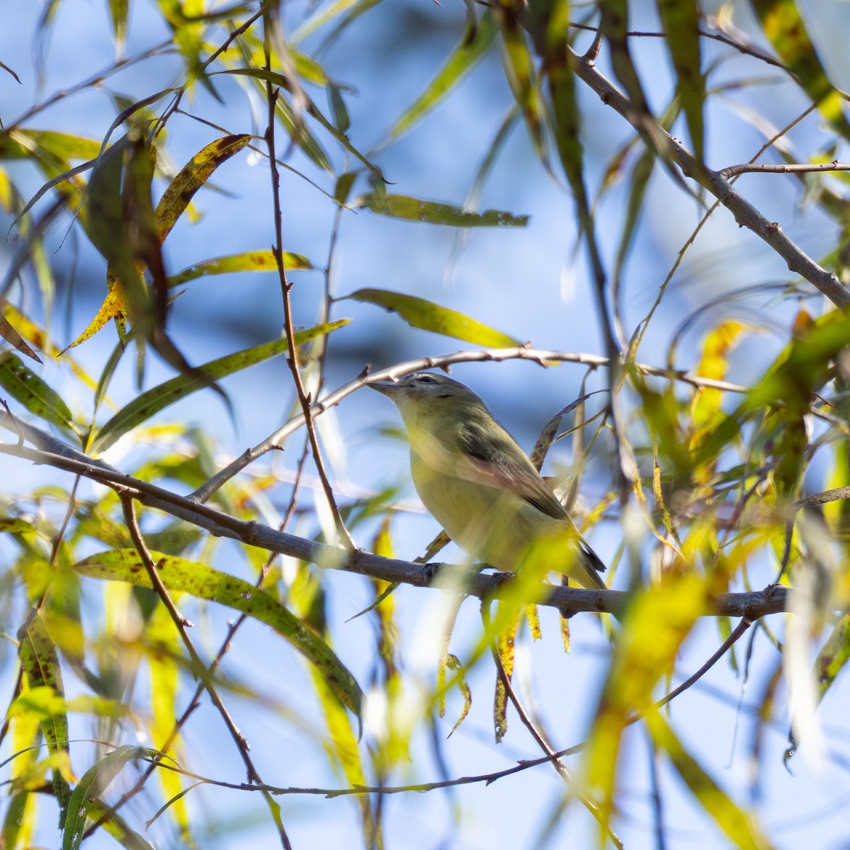 Philadelphia Vireo - ML643036876