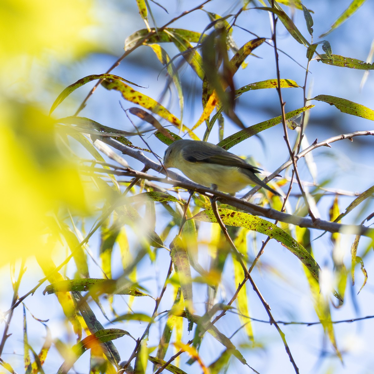 Philadelphia Vireo - ML643036877