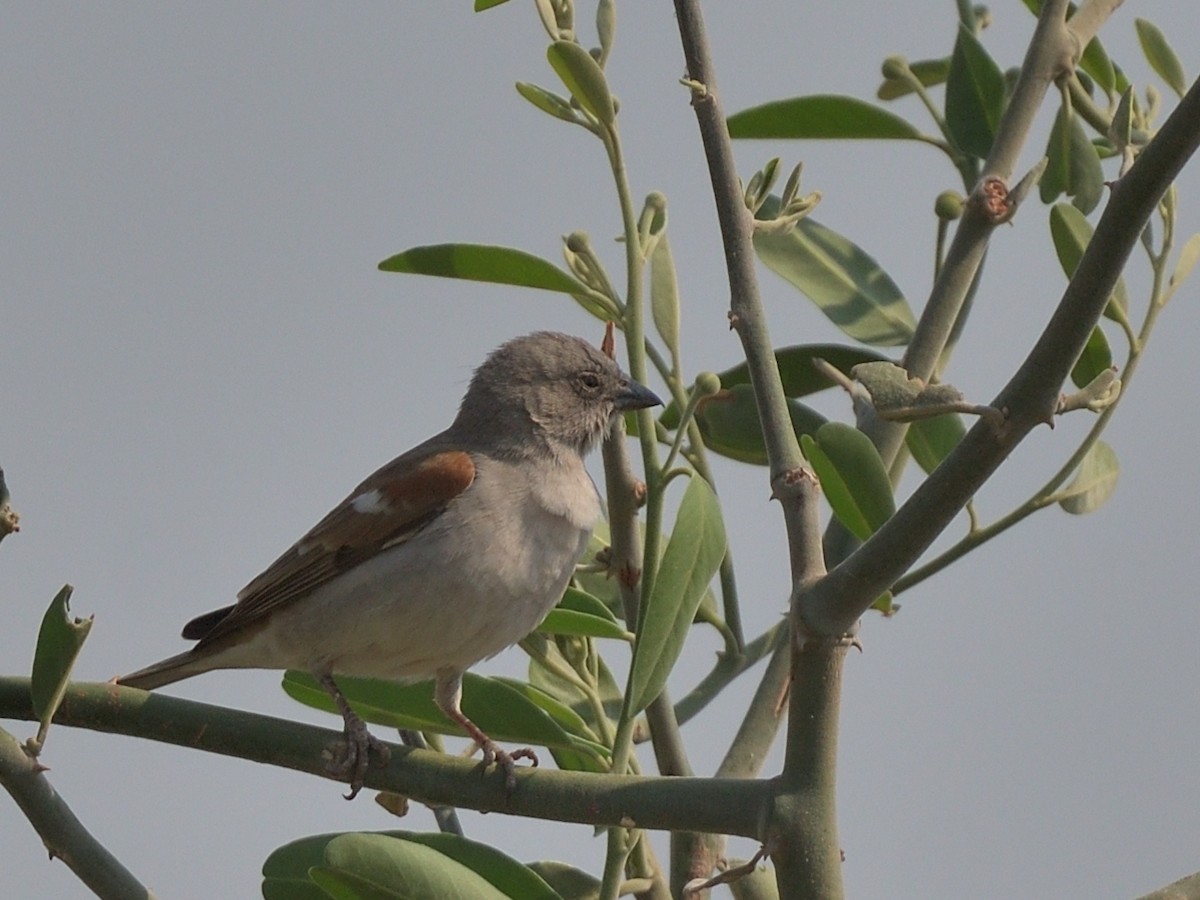 Southern Gray-headed Sparrow - ML643036883