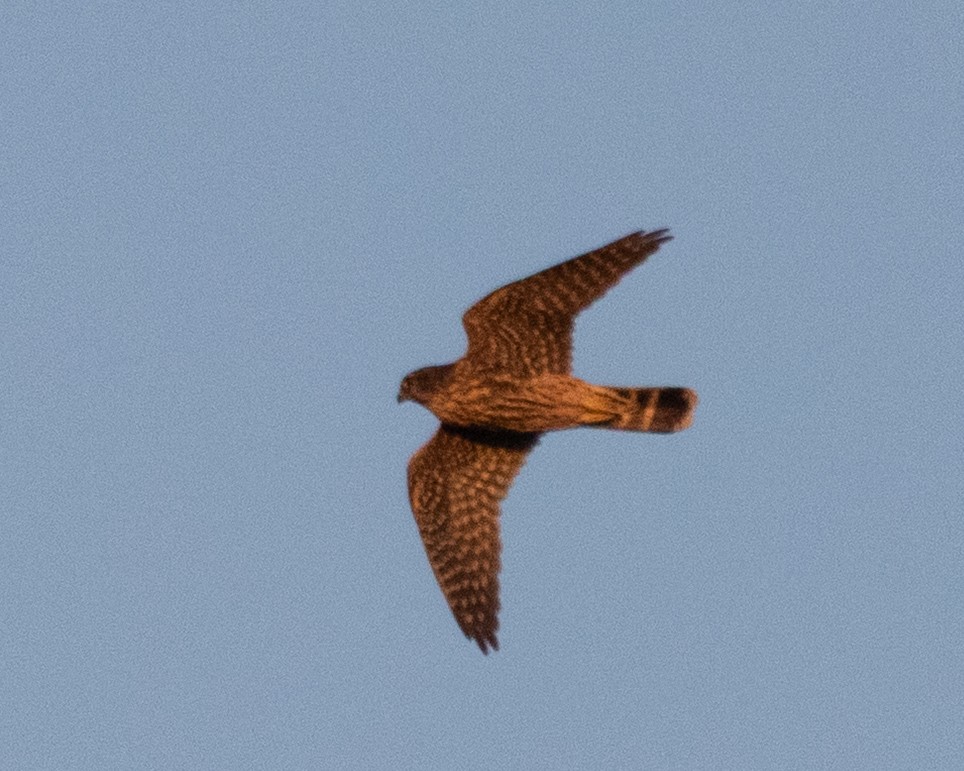 Merlin - ML643036887