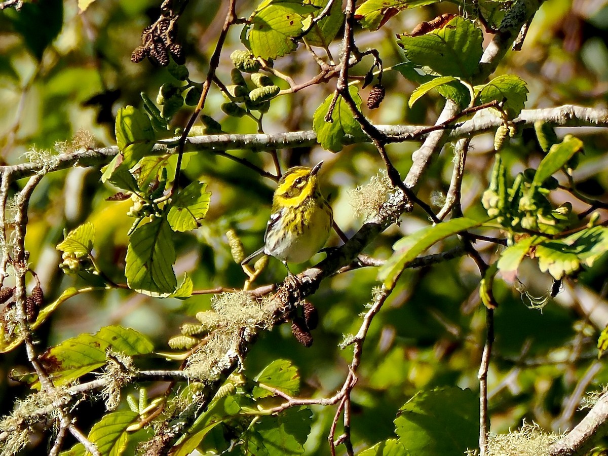 Townsend's Warbler - ML643036907