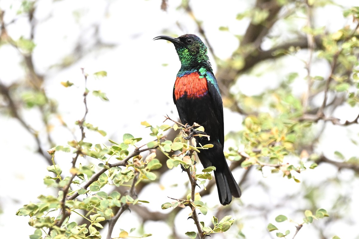 Abyssinian Sunbird - ML643036926
