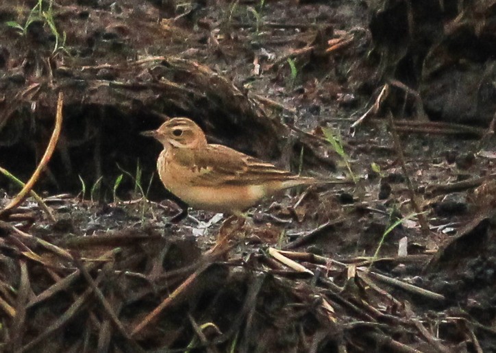 Blyth's Pipit - ML643036935